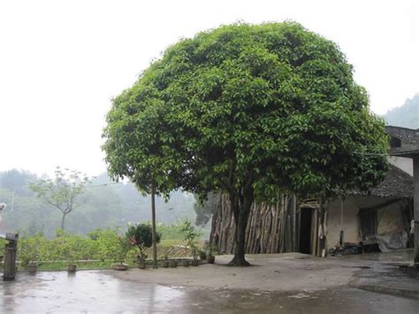 橄榄树风水|门前一棵橄榄树风水